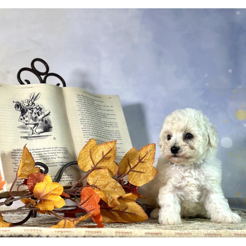 成約済の京都府のトイプードル-413395の21枚目