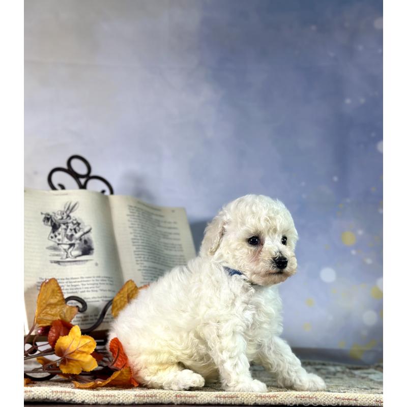 成約済の京都府のトイプードル-413395の20枚目