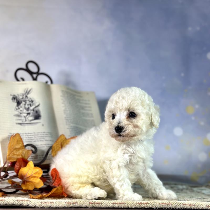 成約済の京都府のトイプードル-413395の19枚目