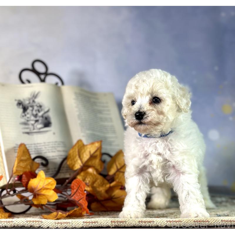 成約済の京都府のトイプードル-413395の18枚目