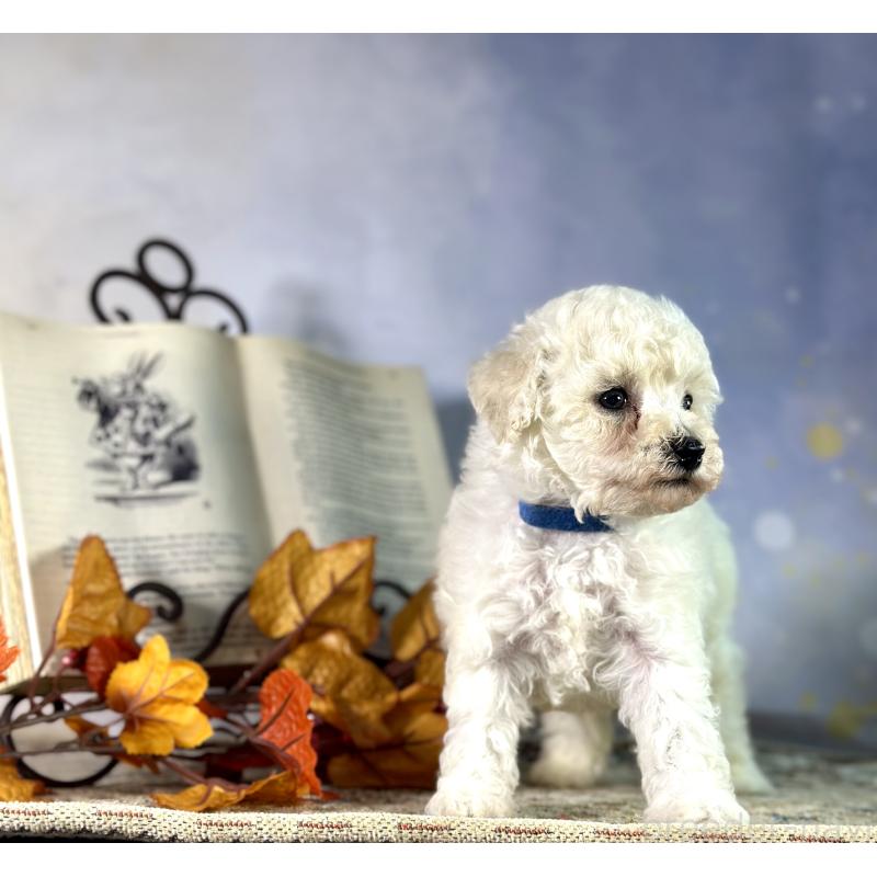 成約済の京都府のトイプードル-413395の17枚目