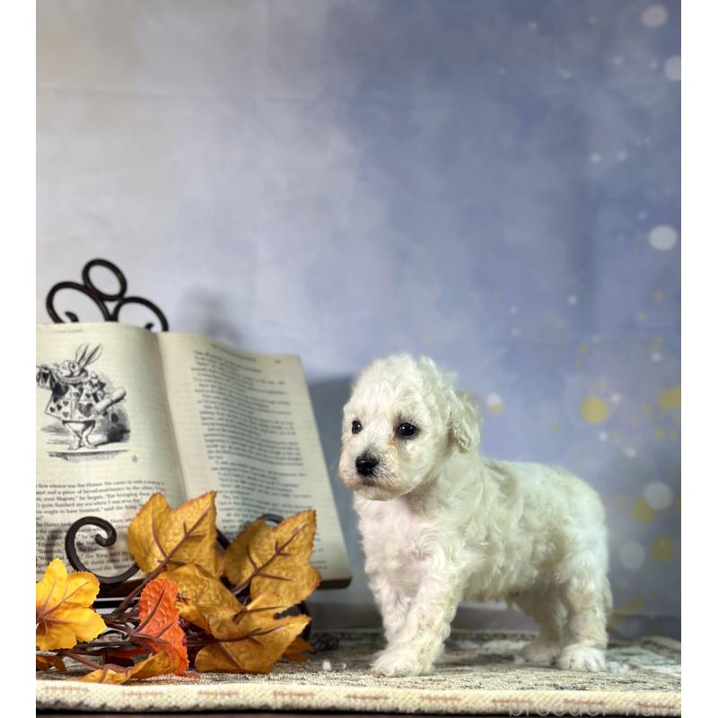 販売中の京都府のタイニープードル-413400の51枚目