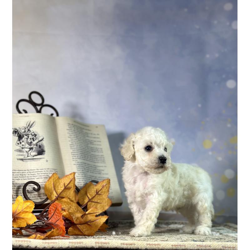 販売中の京都府のタイニープードル-413400の50枚目