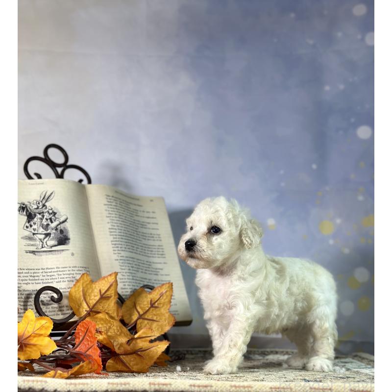 販売中の京都府のタイニープードル-413400の49枚目