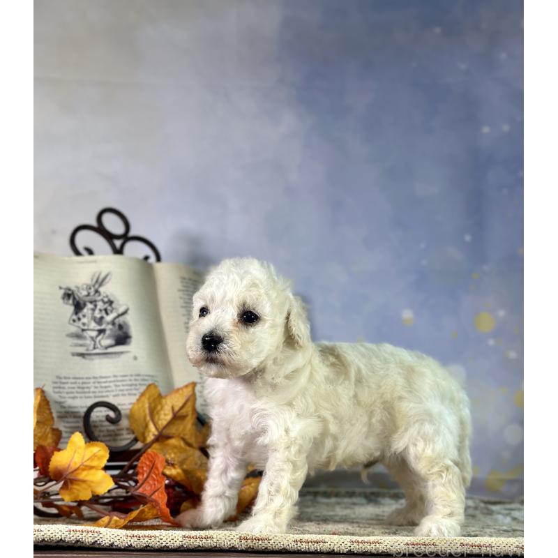 販売中の京都府のタイニープードル-413400の48枚目