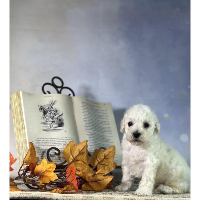 販売中の京都府のタイニープードル-413400の47枚目