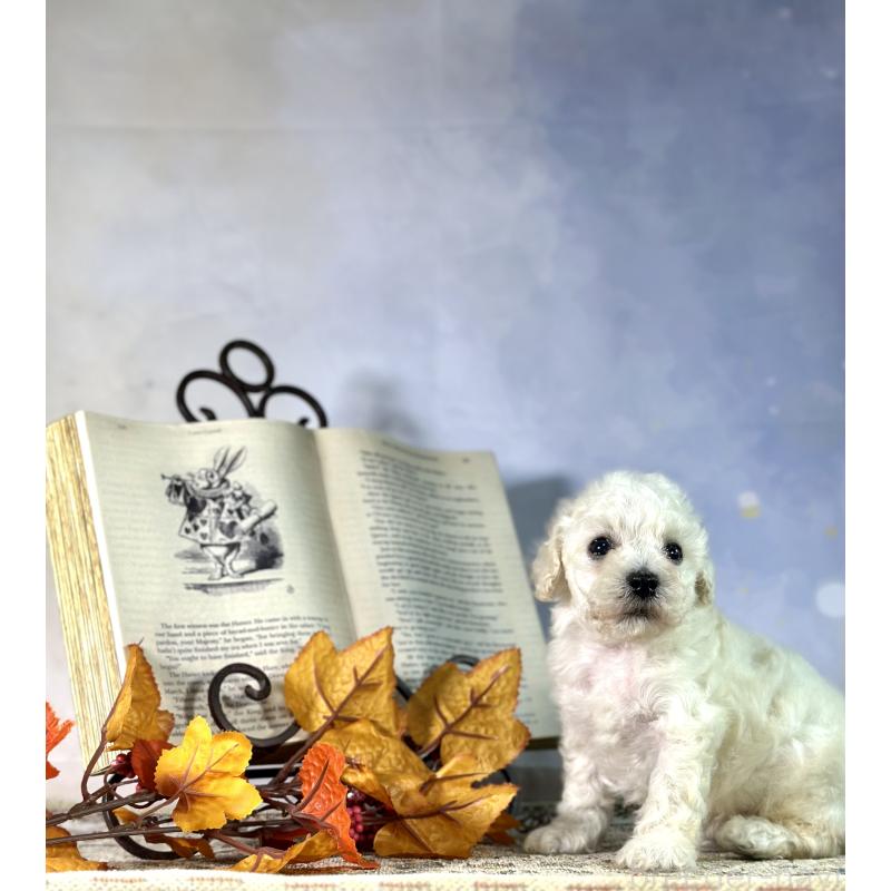 販売中の京都府のタイニープードル-413400の46枚目