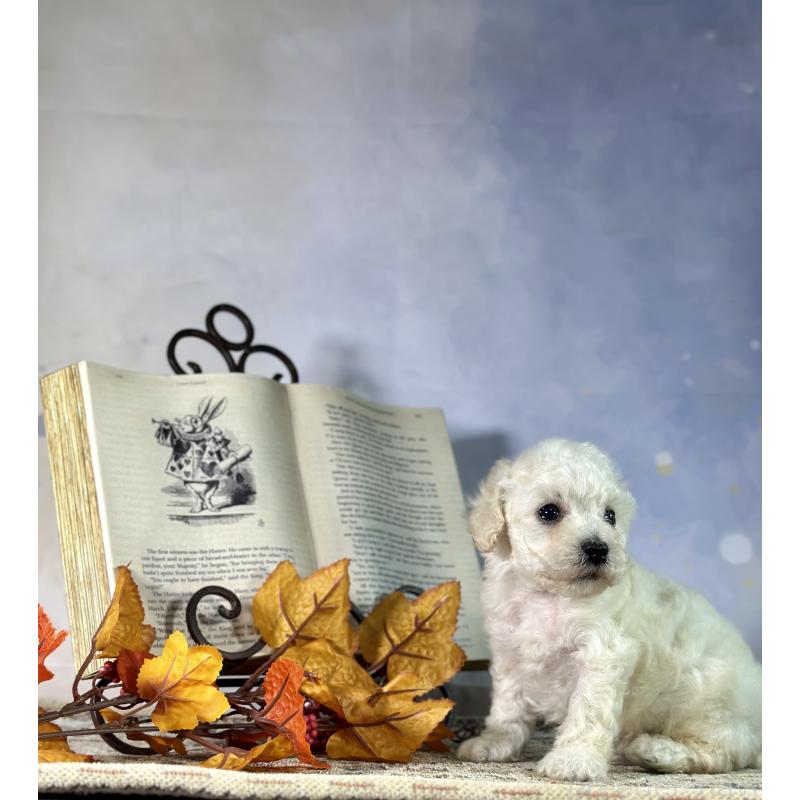 販売中の京都府のタイニープードル-413400の45枚目