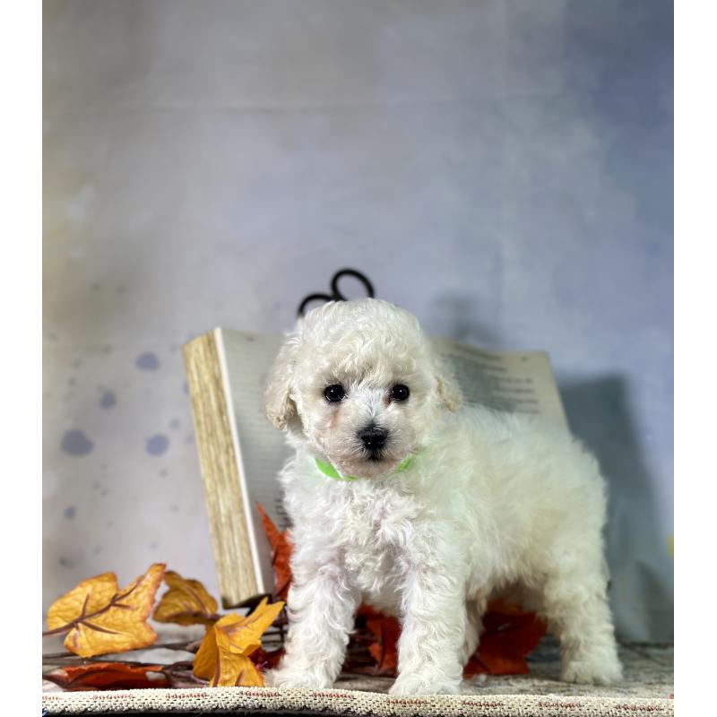 成約済の京都府のトイプードル-413396の38枚目