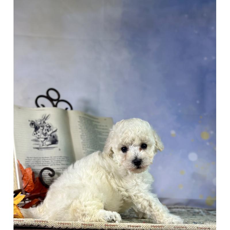 成約済の京都府のトイプードル-413396の37枚目