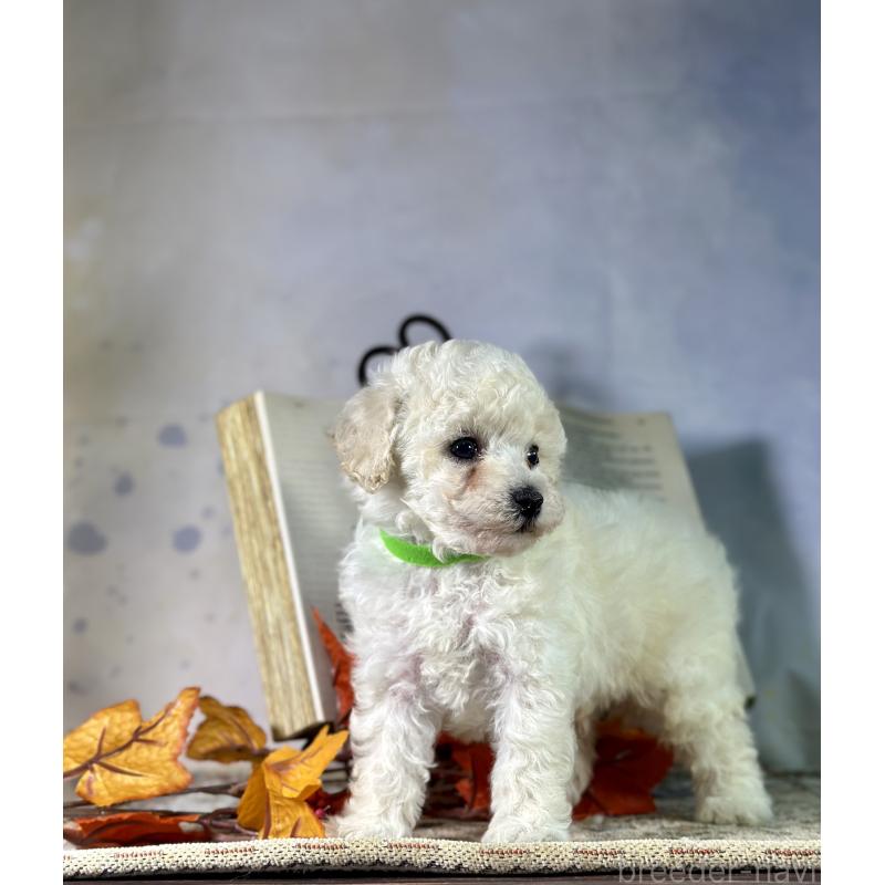 成約済の京都府のトイプードル-413396の36枚目