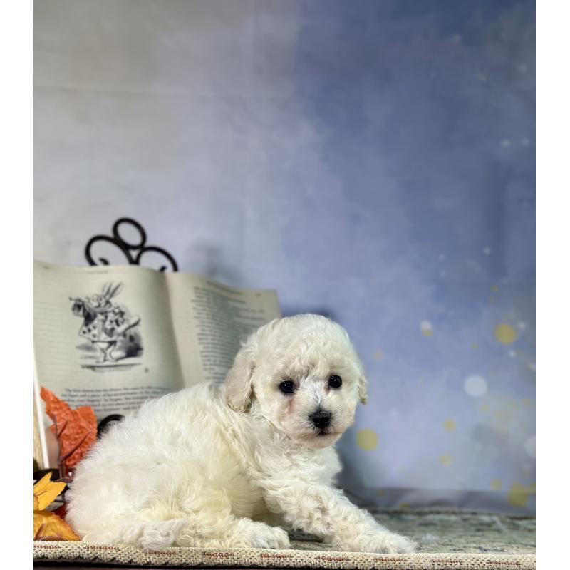 成約済の京都府のトイプードル-413396の35枚目