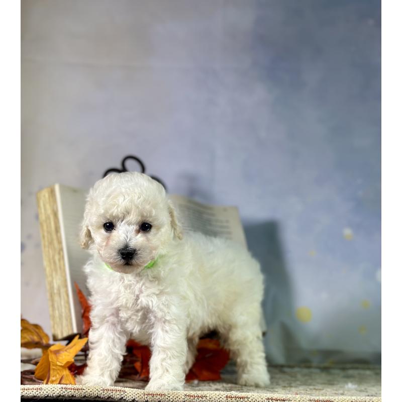 成約済の京都府のトイプードル-413396の34枚目