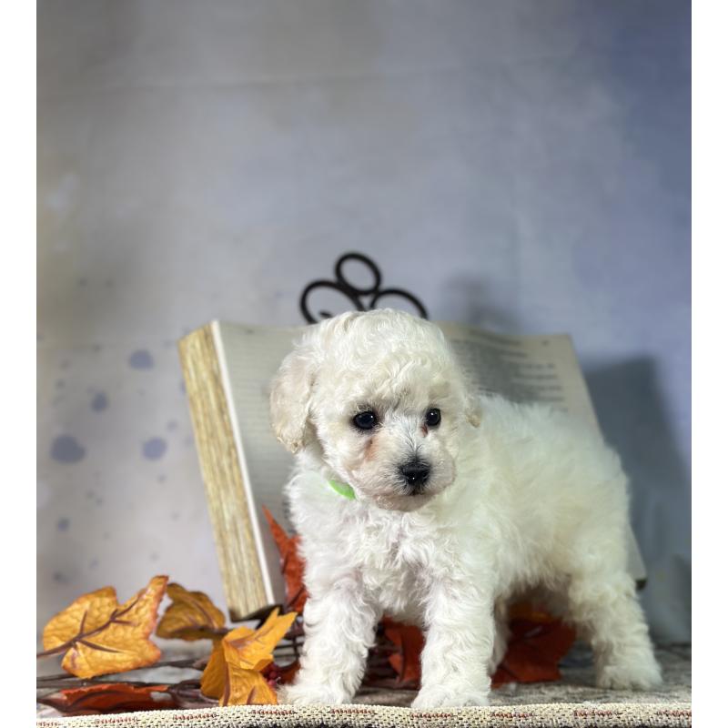 成約済の京都府のトイプードル-413396の33枚目