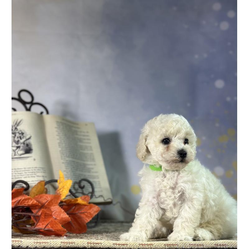 成約済の京都府のトイプードル-413396の32枚目