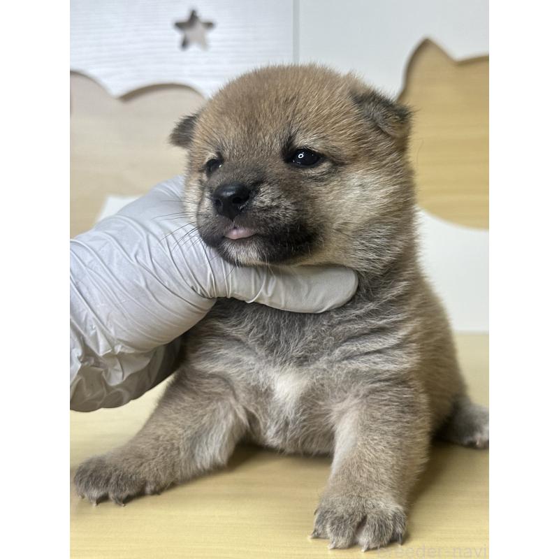 販売中の茨城県の柴犬-416209の11枚目