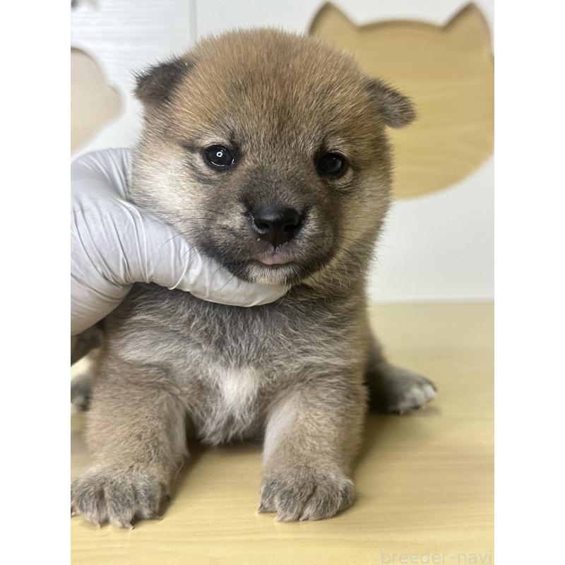 販売中の茨城県の柴犬-416209の10枚目