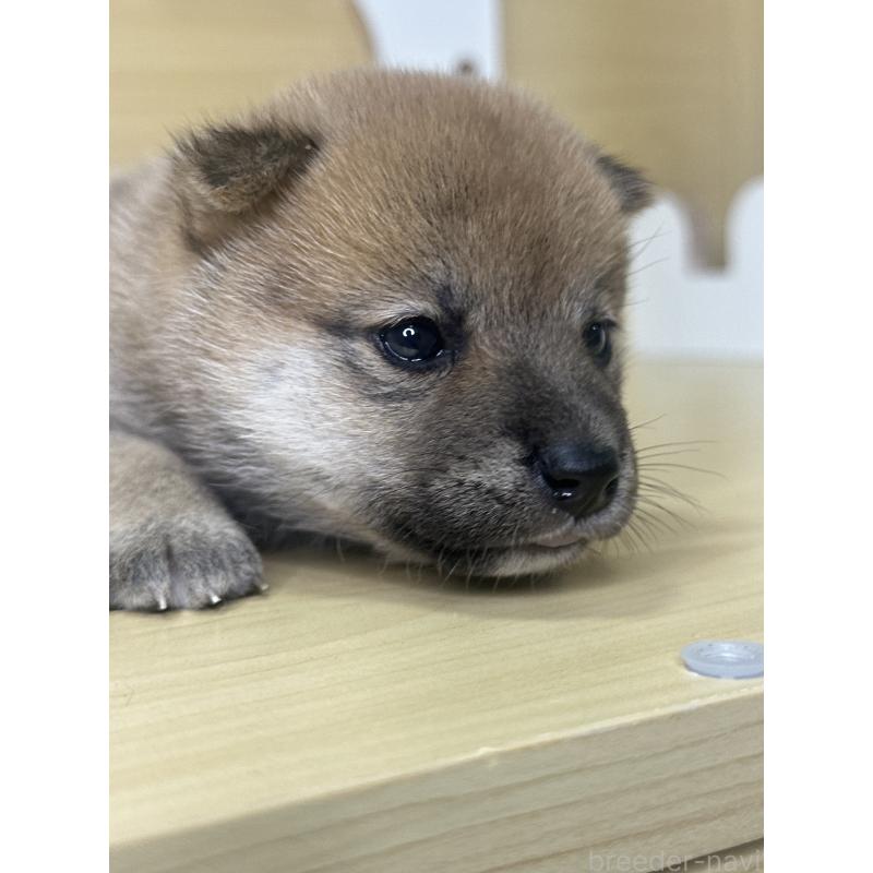 販売中の茨城県の柴犬-416209の8枚目