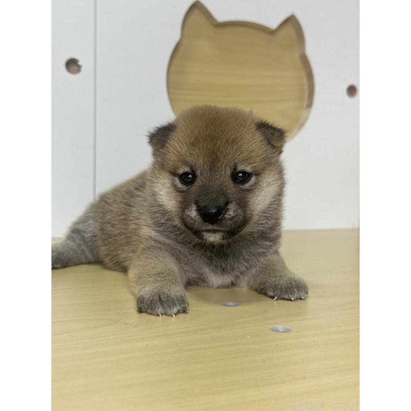 販売中の茨城県の柴犬-416209の6枚目
