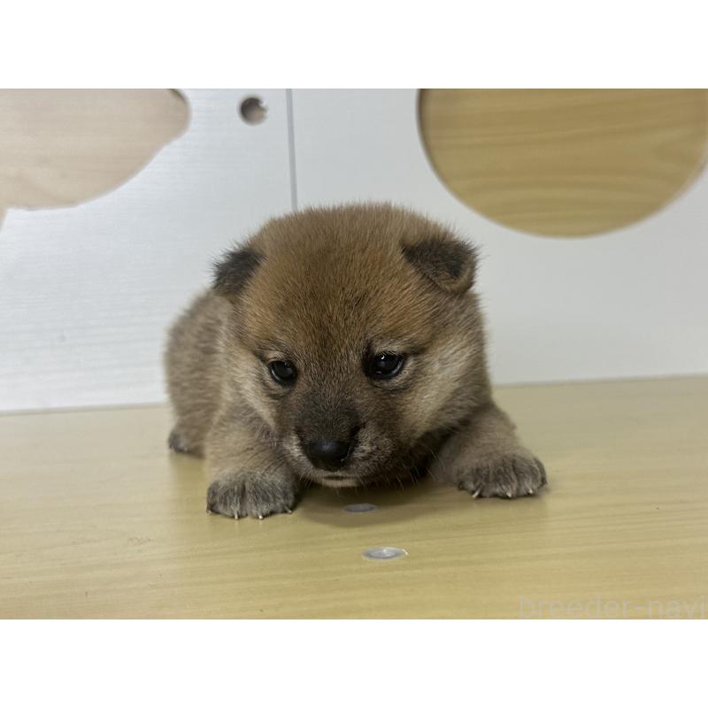 販売中の茨城県の柴犬-416209の5枚目