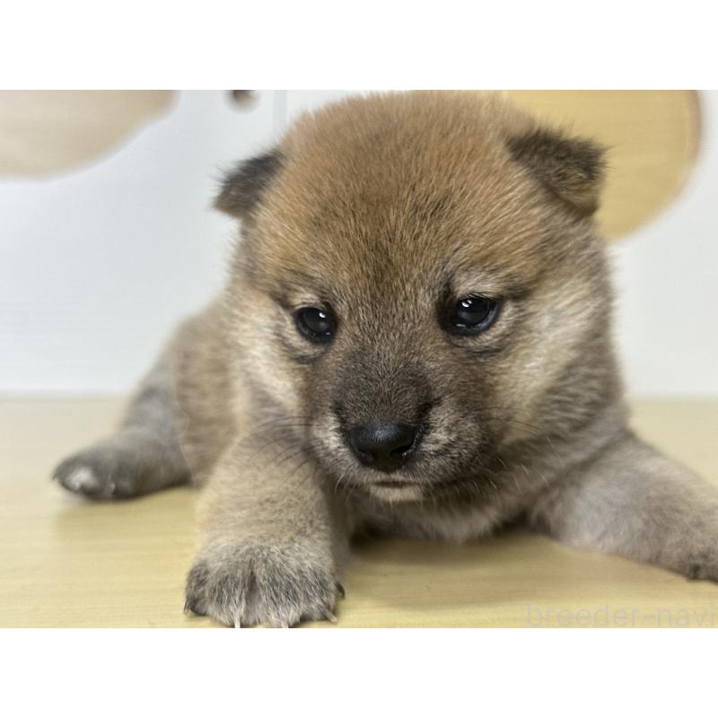 販売中の茨城県の柴犬-416209の4枚目
