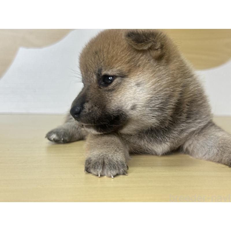 販売中の茨城県の柴犬-416209の3枚目