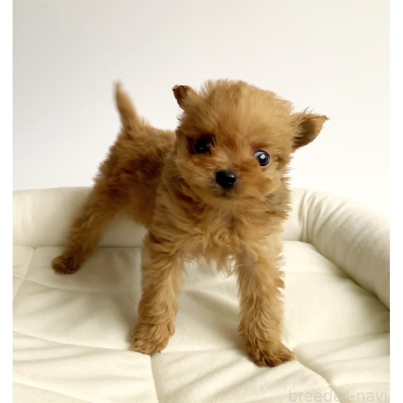 成約済の神奈川県のマルプー:マルチーズ×トイプードル-411913の2枚目