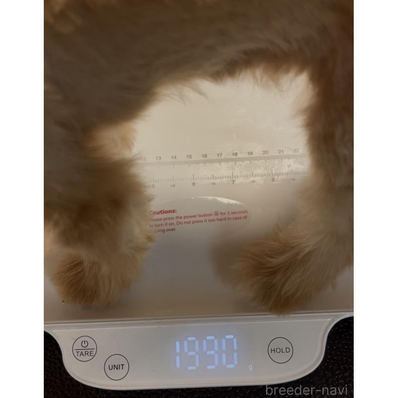 成約済の埼玉県のミックス犬-386146の18枚目