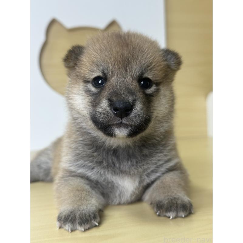 販売中の茨城県の柴犬-416213の11枚目
