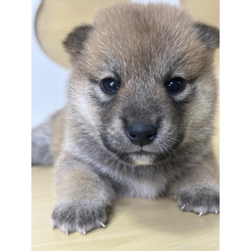 販売中の茨城県の柴犬-416213の9枚目