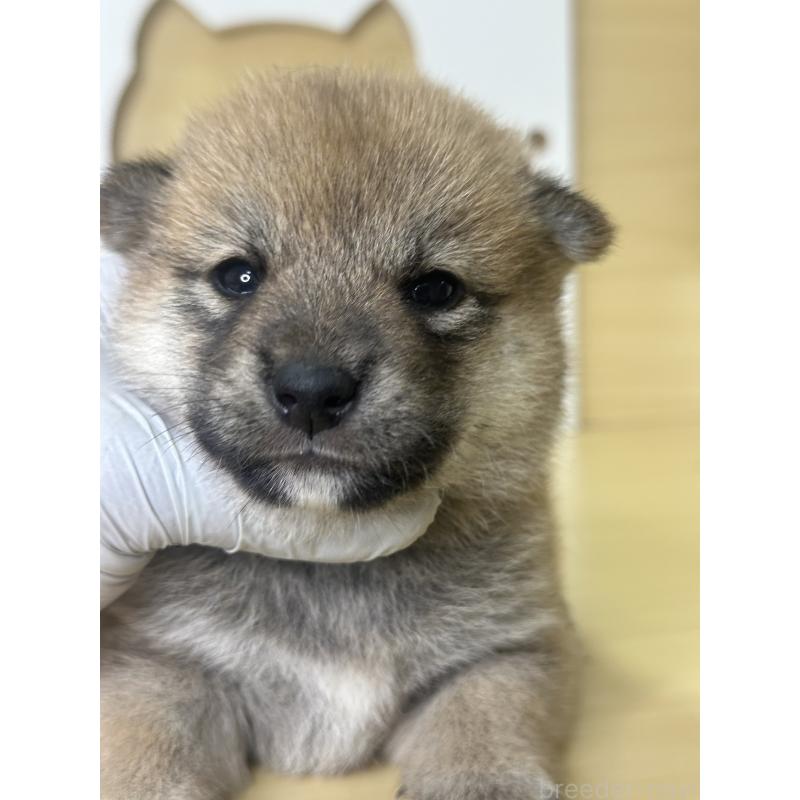 販売中の茨城県の柴犬-416213の8枚目