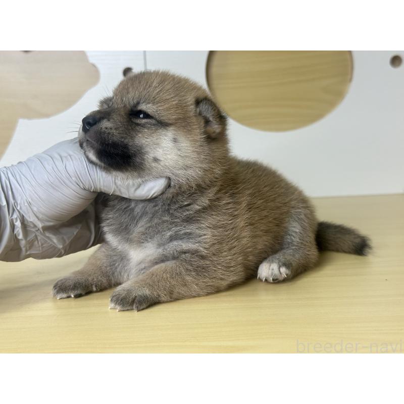 販売中の茨城県の柴犬-416213の7枚目