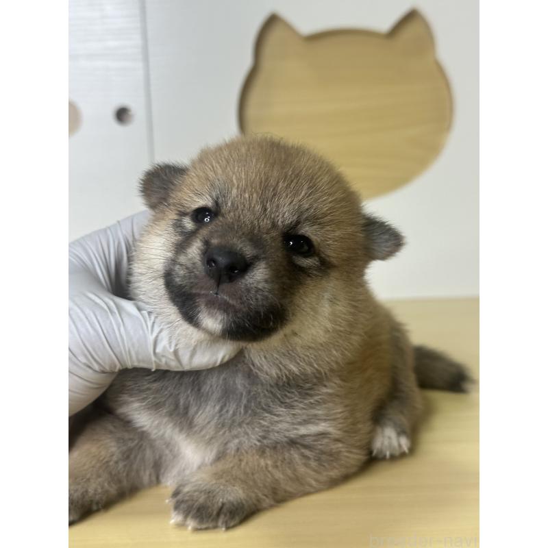 販売中の茨城県の柴犬-416213の6枚目