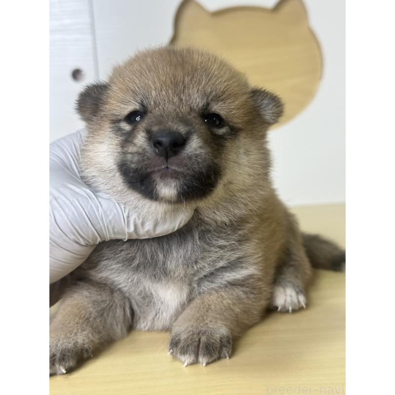 販売中の茨城県の柴犬-416213の5枚目
