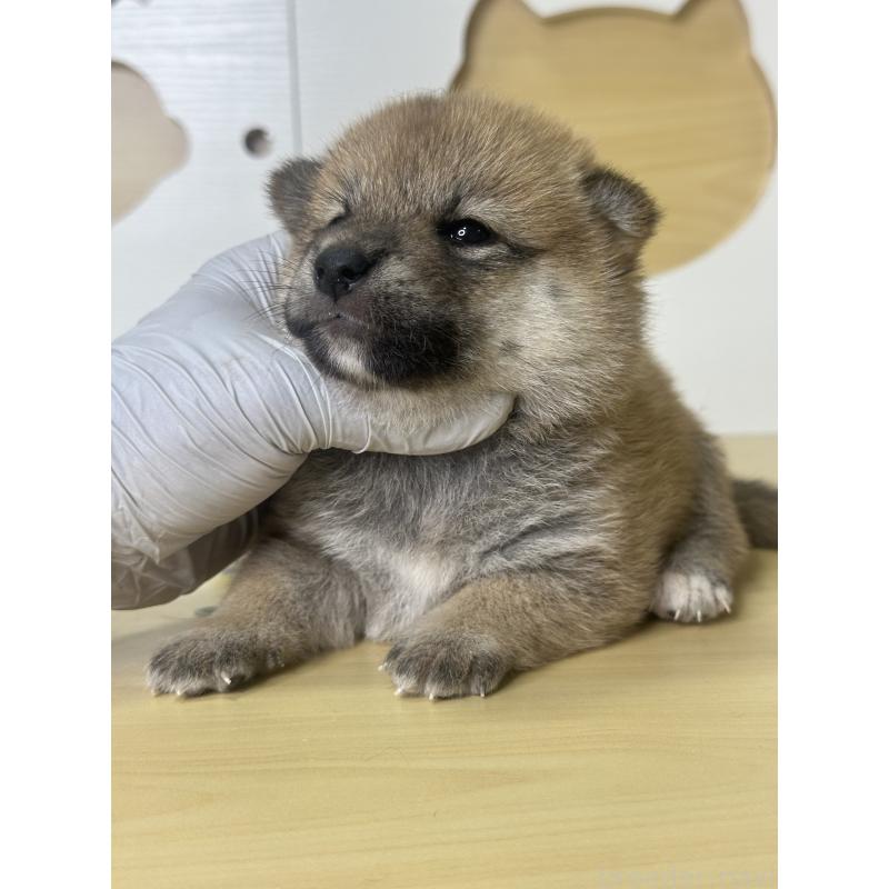 販売中の茨城県の柴犬-416213の3枚目