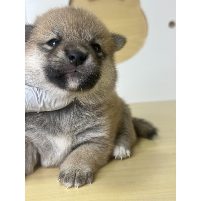 販売中の茨城県の柴犬-416213の2枚目
