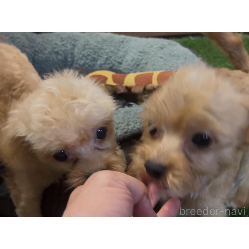 販売中の埼玉県のミックス犬-387220の14枚目