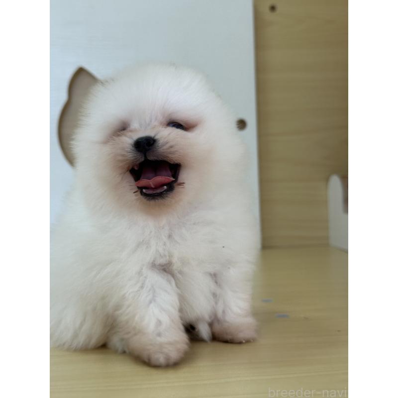販売中の茨城県のポメラニアン-416218の13枚目