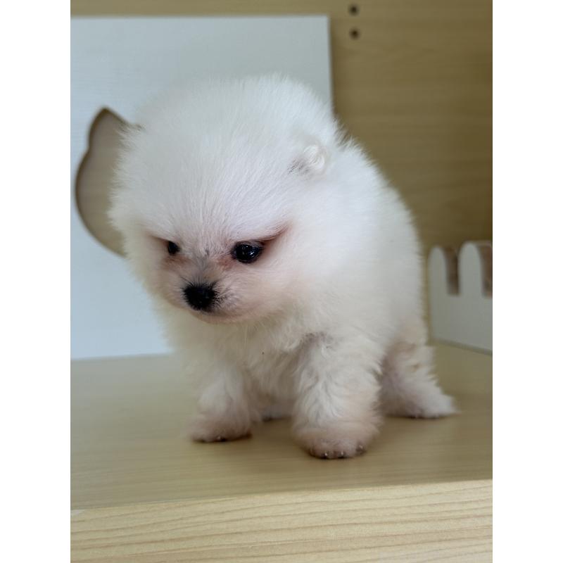 販売中の茨城県のポメラニアン-416218の12枚目