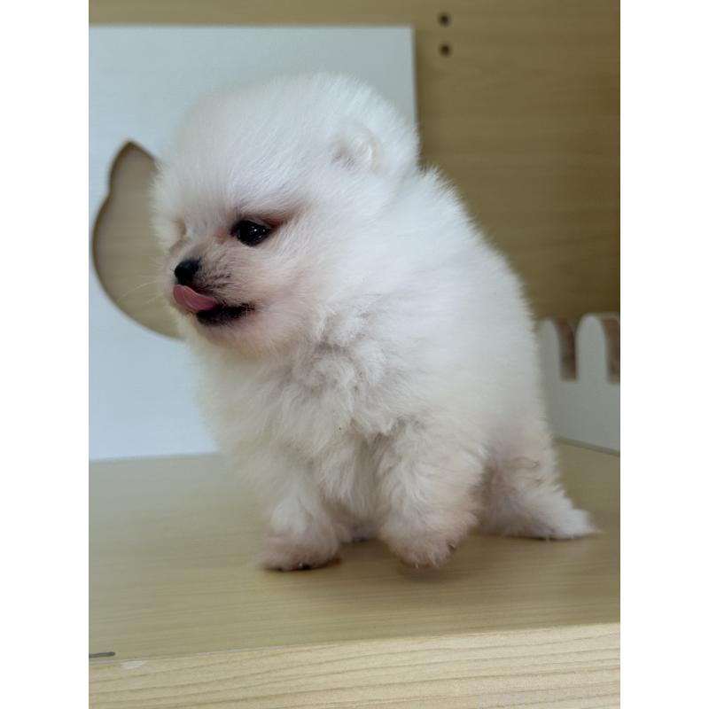 販売中の茨城県のポメラニアン-416218の11枚目