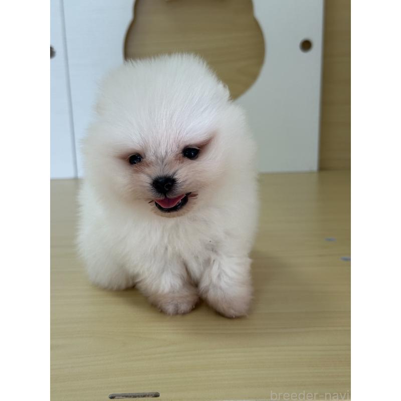 販売中の茨城県のポメラニアン-416218の8枚目