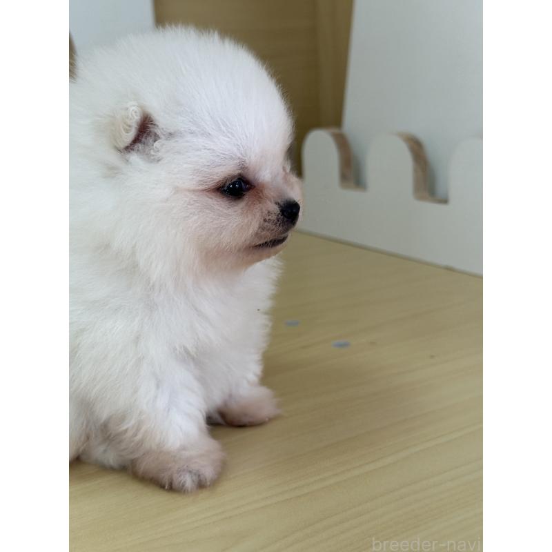 販売中の茨城県のポメラニアン-416218の7枚目