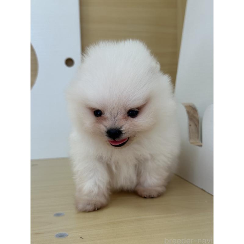 販売中の茨城県のポメラニアン-416218の4枚目