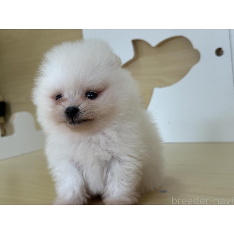 販売中の茨城県のポメラニアン-416218の2枚目