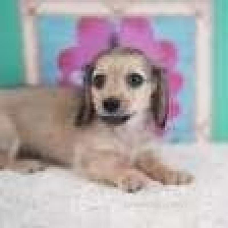 販売中の埼玉県のカニンヘンダックスフンド(ロングヘアード)-416220の6枚目