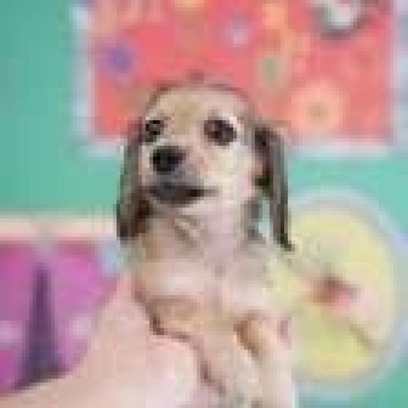 販売中の埼玉県のカニンヘンダックスフンド(ロングヘアード)-416220の5枚目