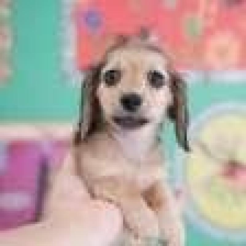 販売中の埼玉県のカニンヘンダックスフンド(ロングヘアード)-416220の4枚目
