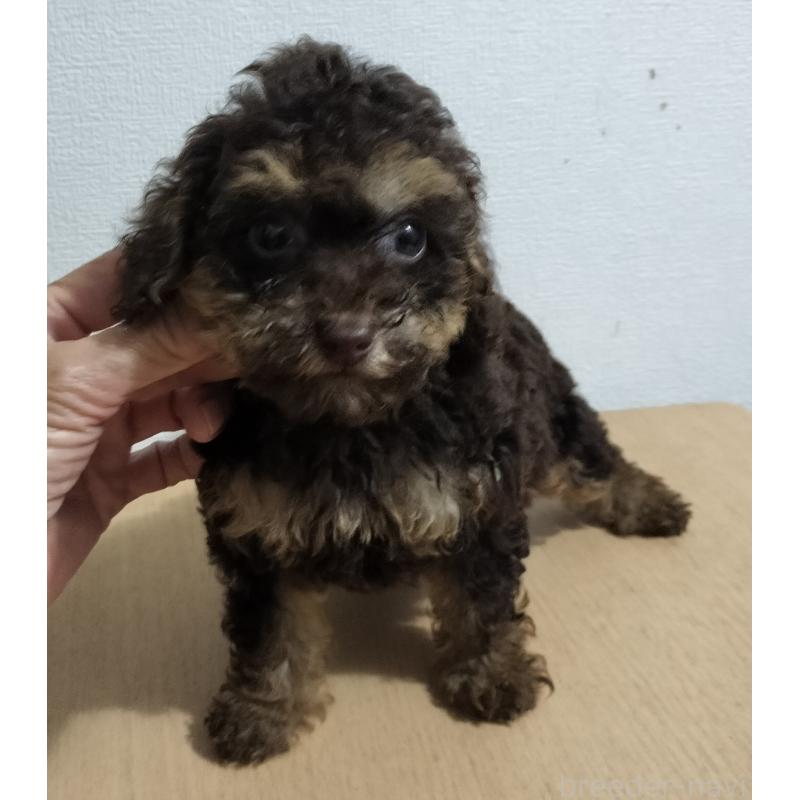 販売中の岐阜県のミニチュアプードル-416231