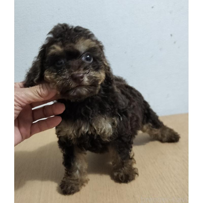 販売中の岐阜県のミニチュアプードル-416231の2枚目