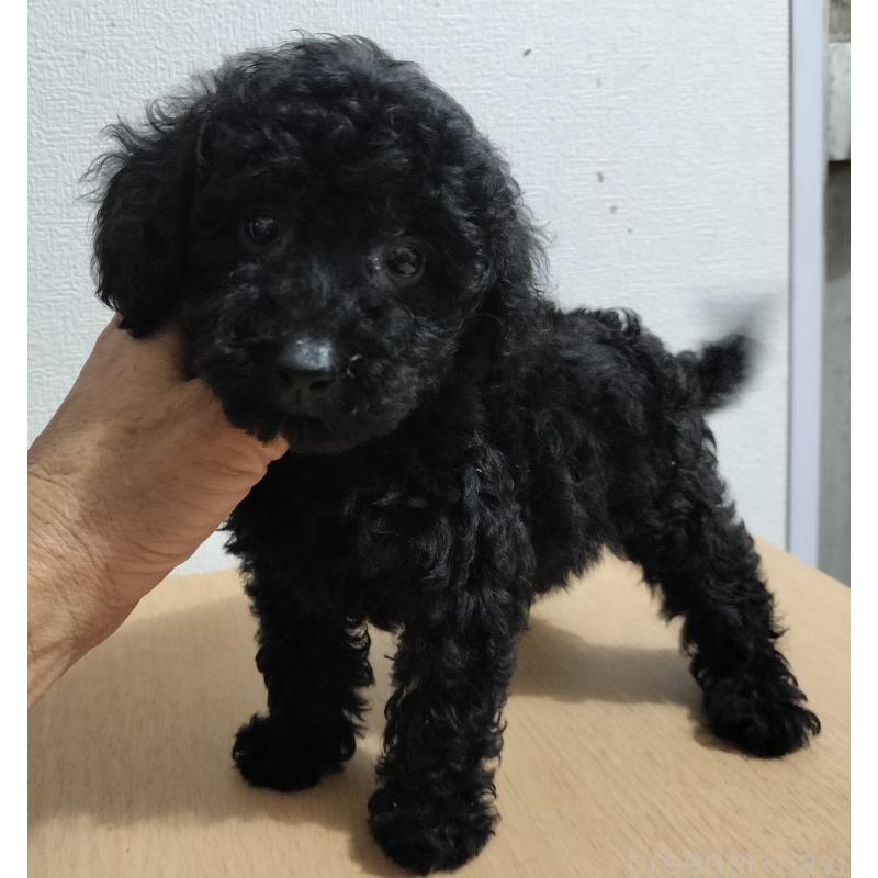 販売中の岐阜県のミニチュアプードル-416232の1枚目